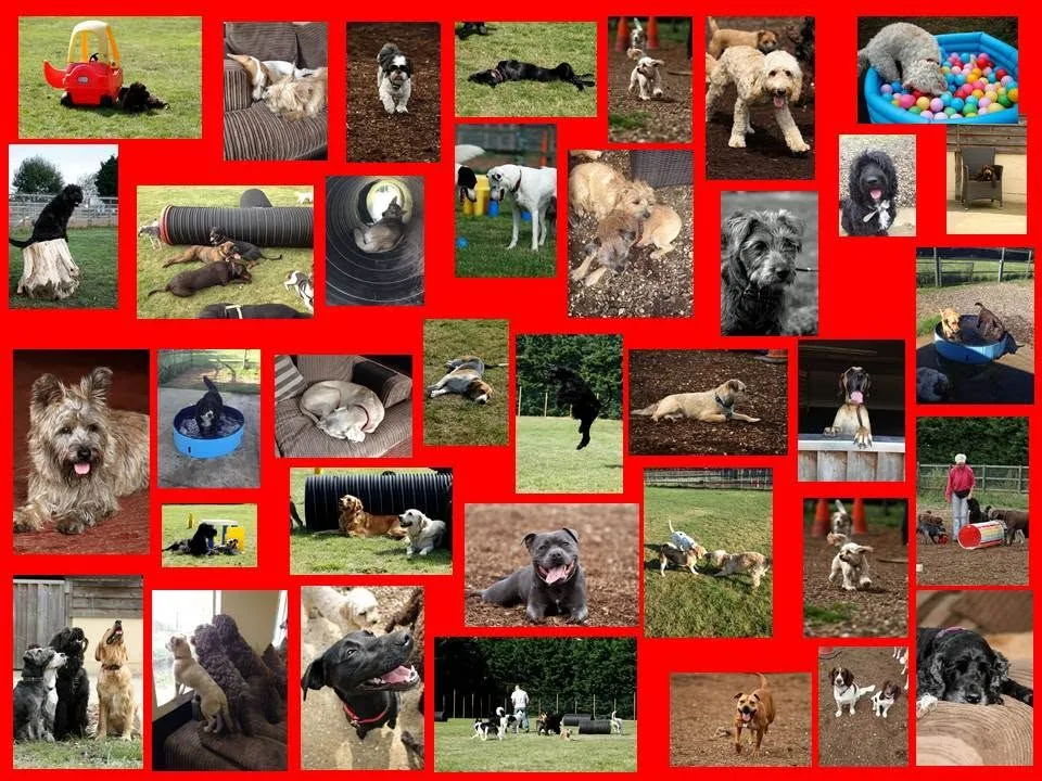 Dogs playing outdoors, enjoying agility, relaxing indoors, and splashing in a pool at Paws Doggy Day Care